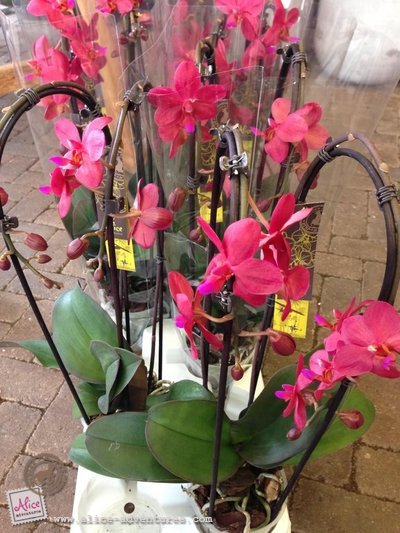 Alice Adventures orchidee Alice Adventures orchidee